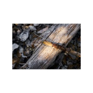 Szpic do pieczenia Light My Fire Grandpa's FireFork BIO